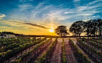 Naggiar Vineyard, Best Vineyard, Grass Valley